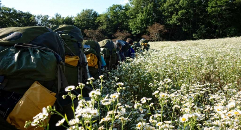 A group of students wearing backpacks hike in a line through a meadow filled with wildflowers toward a tree line. 